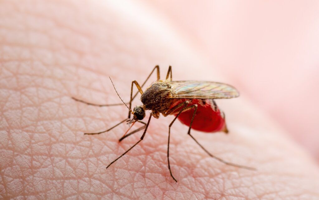 Warnings of rising cases of dengue fever in European countries